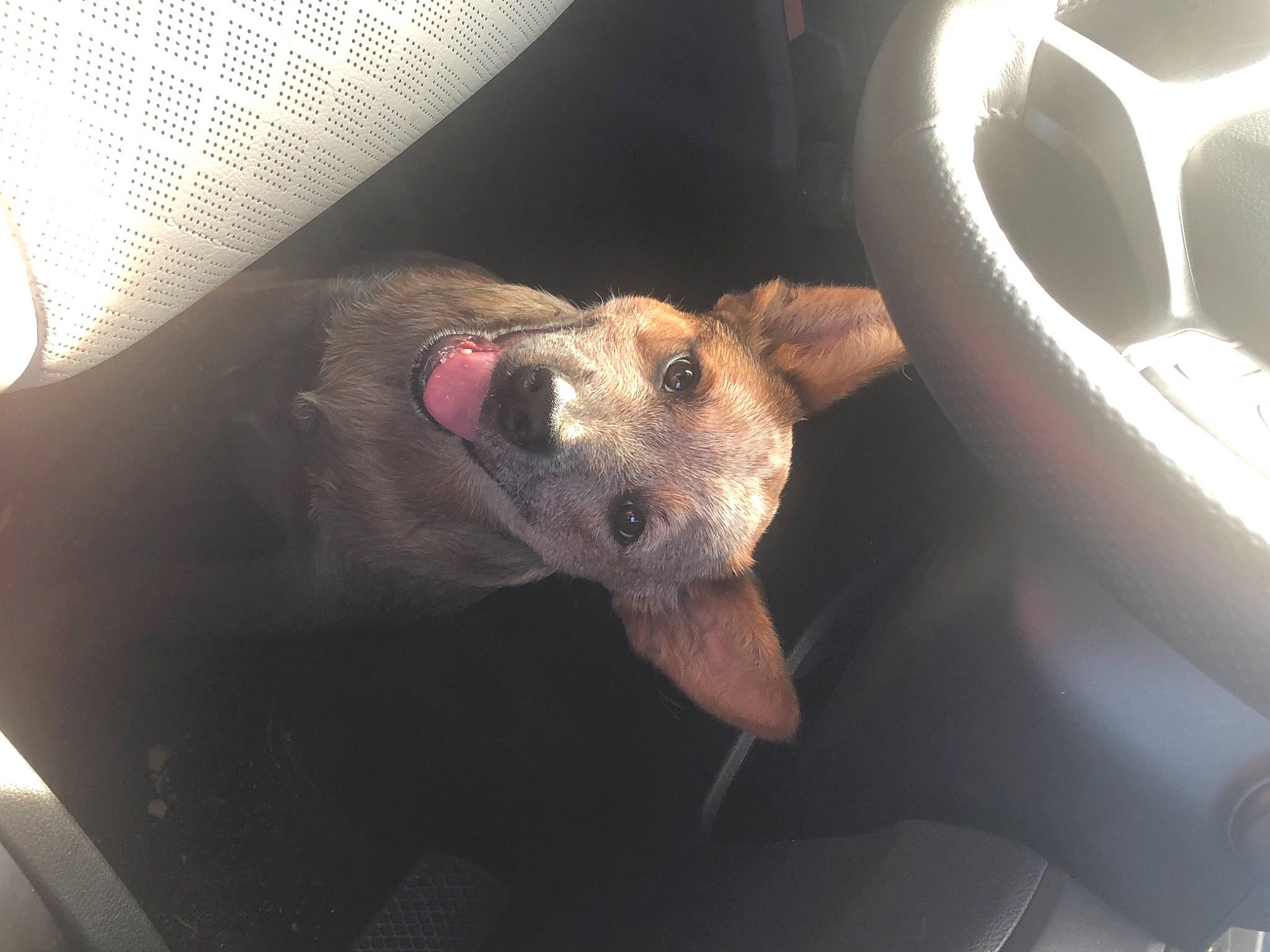 Hero is registered to the contest to win money with this photo: auto_part, automotive_design, automotive_exterior, automotive_lighting, automotive_tire, car, carnivore, comfort, companion_dog, dog, dog_breed, fawn, fur, stuffed_toy, terrestrial_animal, vehicle, vehicle_door, wheel, whiskers, working_animal