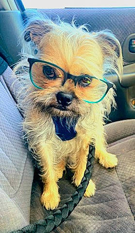 Buster joined the competition — help win amazing prizes! beard, carnivore, companion_dog, dog, dog_breed, eye, eyewear, facial_hair, fawn, glasses, head, liver, moustache, personal_protective_equipment, snout, sporting_group, toy, toy_dog, vision_care, working_animal