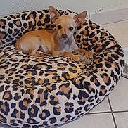 Choupette participe au concours pour gagner de l'argent avec cette photo : animal, companion, cozy, cute, dog, domestic_animal, ears_up, floor_tiles, home, indoor, leopard_print, looking_at_camera, lying_down, pet_bed, relaxed, resting, small_dog, tan_color, tile_floor, wall