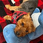 Scooby is registered to the contest to win money with this photo: dog, plaid, blanket, stuffed_animal, blue, red, black, bandana, pet, cozy, lying_down, toy, small_dog, fur, cute, indoor, relaxed, companion, soft, resting