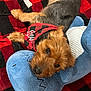 dog, plaid, blanket, stuffed_animal, blue, red, black, bandana, pet, cozy, lying_down, toy, small_dog, fur, cute, indoor, relaxed, companion, soft, resting