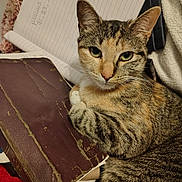 Luna is registered to the contest to win money with this photo: cat, tabby, animal, pet, feline, book, notebook, paper, writing, paw, fur, closeup, indoor, resting, cute, eyes, face, whiskers, texture, relaxation