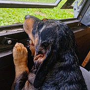 Bubba J is registered to the contest to win money with this photo: animal, black_and_tan, canine, closeup, curious, daylight, dog, fur, grass, indoors, looking_outside, nature, open_window, paws, pet, quiet, relaxed, resting, side_view, window