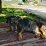 black, brown, car, daylight, dog, fur, grass, house, nature, outdoor, paw, pet, picnic_table, quiet, relaxed, road, shade, shadow, tan, tree