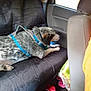 Bubba J joined the competition — help win amazing prizes! black_seat_cover, blue_harness, car_interior, clutter, dog, door_panel, harness, inside_car, lying_down, paw, pet, pink_item, plastic_bag, seat, seat_back, side_view, speckled_fur, vehicle, window, yellow_shirt