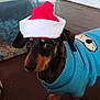 Bubba J is registered to the contest to win money with this photo: animal, blue_sweater, brown_black_fur, christmas, curious, cute, dog, domestic_animal, floor, holiday, indoor, pet, pet_clothing, plastic_bin, portrait, santa_hat, small_dog, toy, wall, wooden_floor