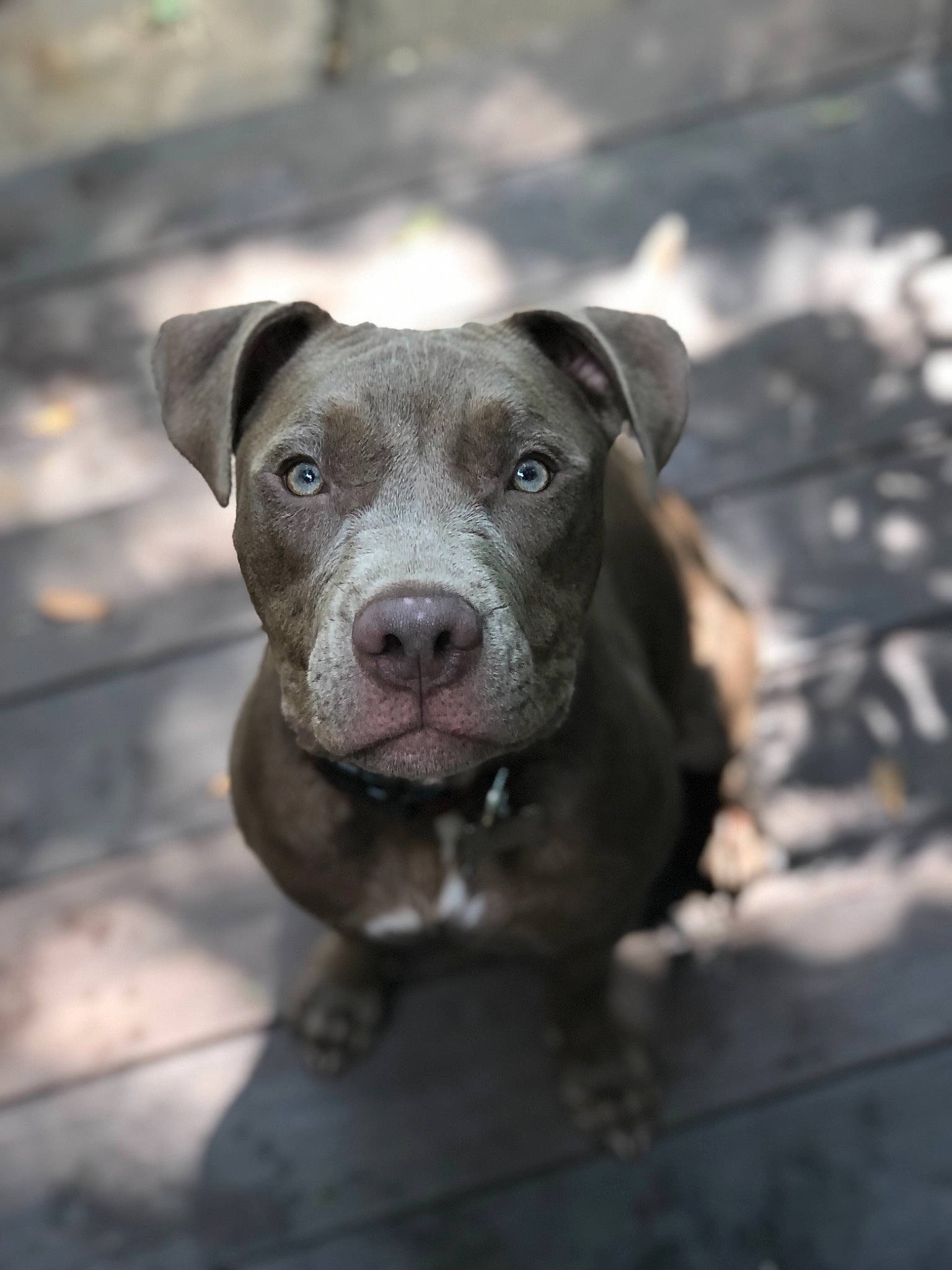 Mozzy is registered to the contest to win money with this photo: american_pit_bull_terrier, american_staffordshire_terrier, bull_and_terrier, canidae, carnivore, dog, dog_breed, ear, fawn, mammal, non_sporting_group, nose, pit_bull, puppy, rare_breed_dog, snout, sporting_group, staffordshire_bull_terrier, terrier, vertebrate