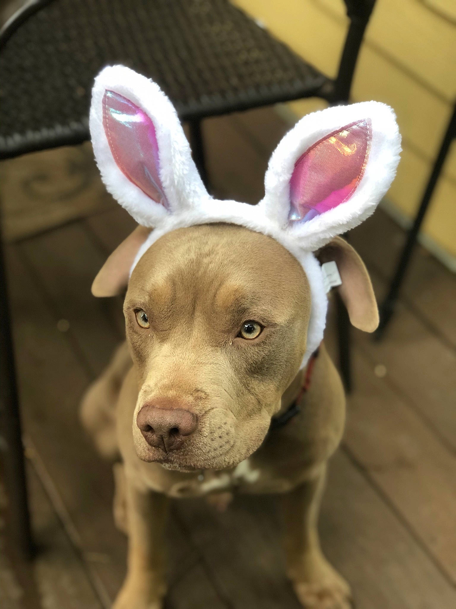 Mozzy joined the competition — help win amazing prizes! american_pit_bull_terrier, bull_and_terrier, canidae, carnivore, dog, dog_breed, ear, eye, fawn, fur, mammal, non_sporting_group, nose, organ, pink, pit_bull, puppy, rare_breed_dog, snout, whiskers