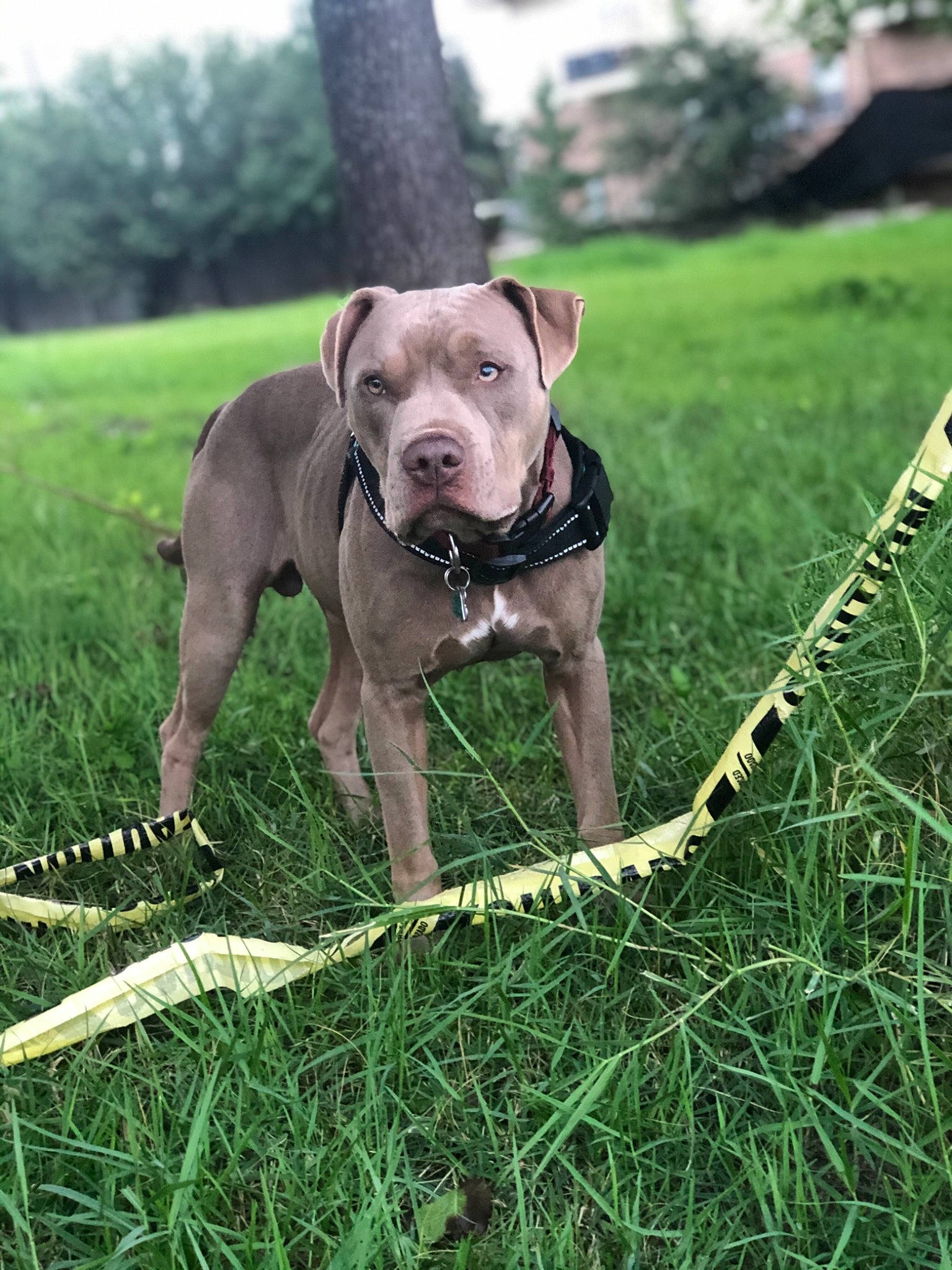 Mozzy joined the competition — help win amazing prizes! american_pit_bull_terrier, american_staffordshire_terrier, bandog, canidae, carnivore, dog, dog_breed, fawn, grass, mammal, molosser, non_sporting_group, pit_bull, plant, rare_breed_dog, snout, sporting_group, vertebrate