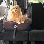 Abbey joined the competition — help win amazing prizes! backseat, brush, car_seat, child_car_seat, dog, eyes, face, floor, furry, looking_at_camera, orange_fur, paws, pet, pomeranian, portrait, seat, seatbelt, sitting, vehicle_interior, window