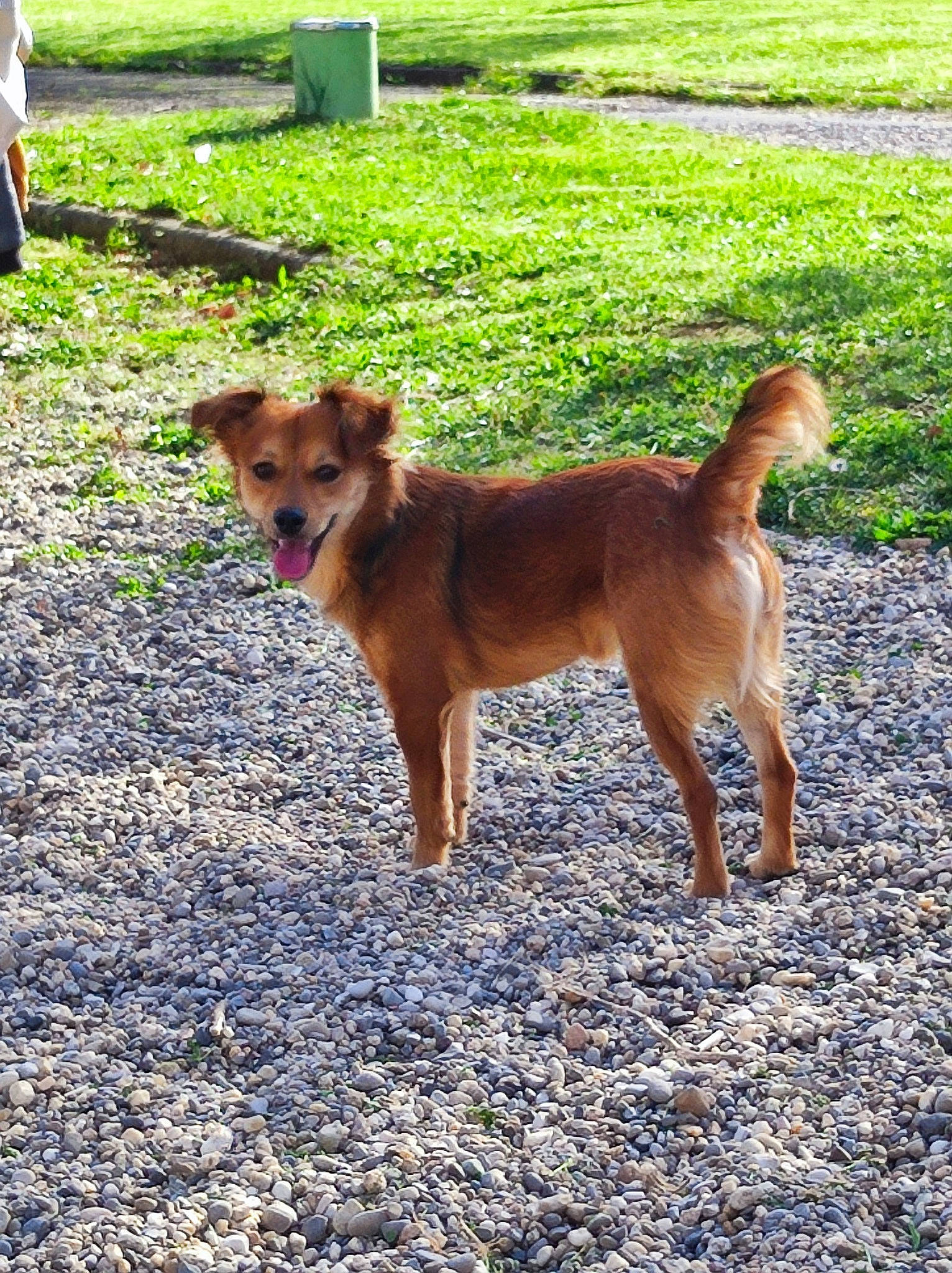 Grizzly participe au concours pour gagner de l'argent avec cette photo : canidae, carnivore, companion_dog, dog, dog_breed, fawn, grass, herding_dog, plant, road_surface, snout, soil, sporting_group, street_dog, tail, terrestrial_animal, tree, wildlife, working_animal, working_dog