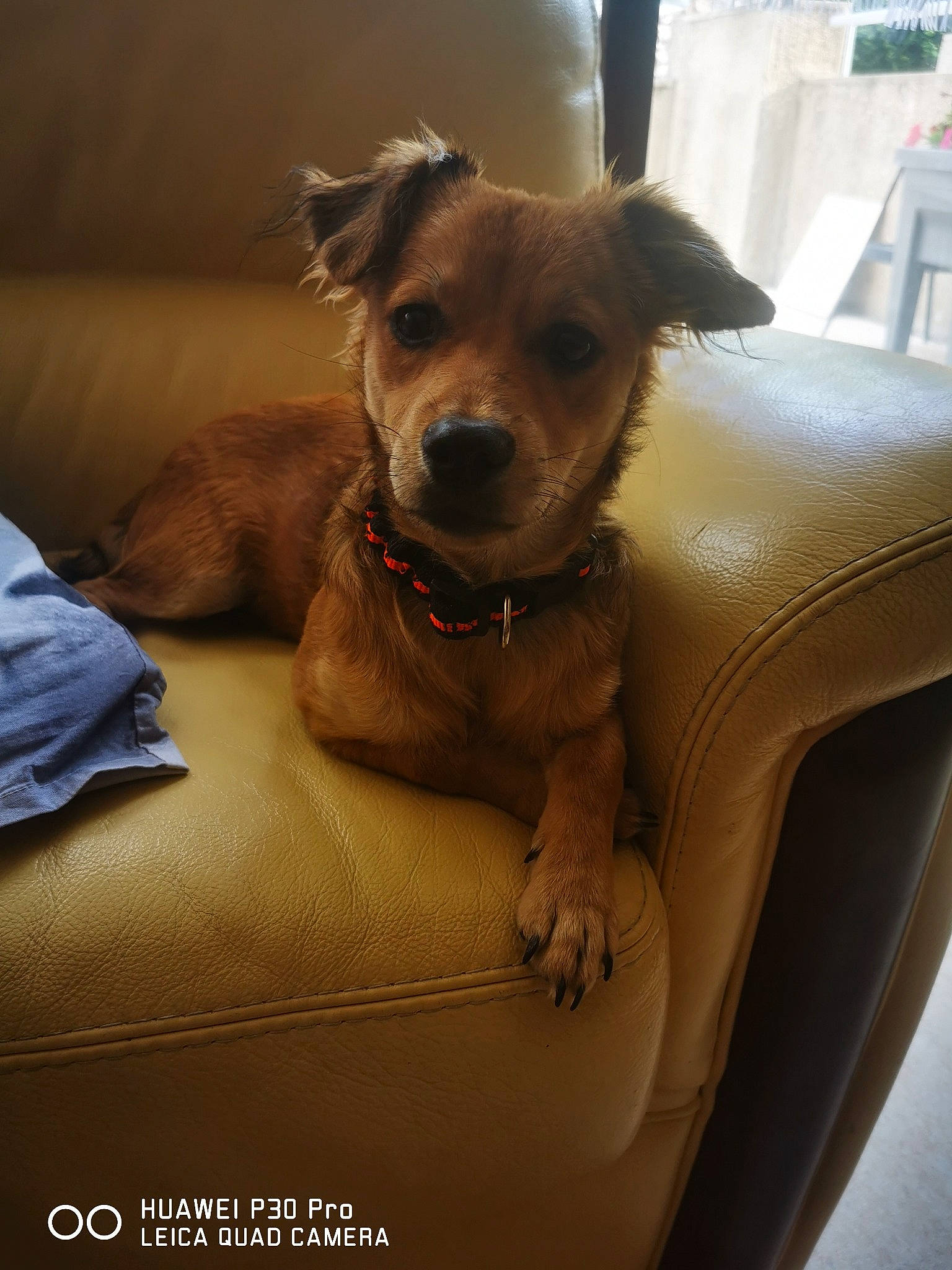 Grizzly a rejoint le concours — aidez-le/la à gagner de superbes lots ! canidae, carnivore, chair, collar, comfort, companion_dog, dog, dog_breed, dog_collar, dog_supply, fawn, fur, liver, non_sporting_group, sporting_group, toy_dog, vehicle, whiskers, window, working_animal