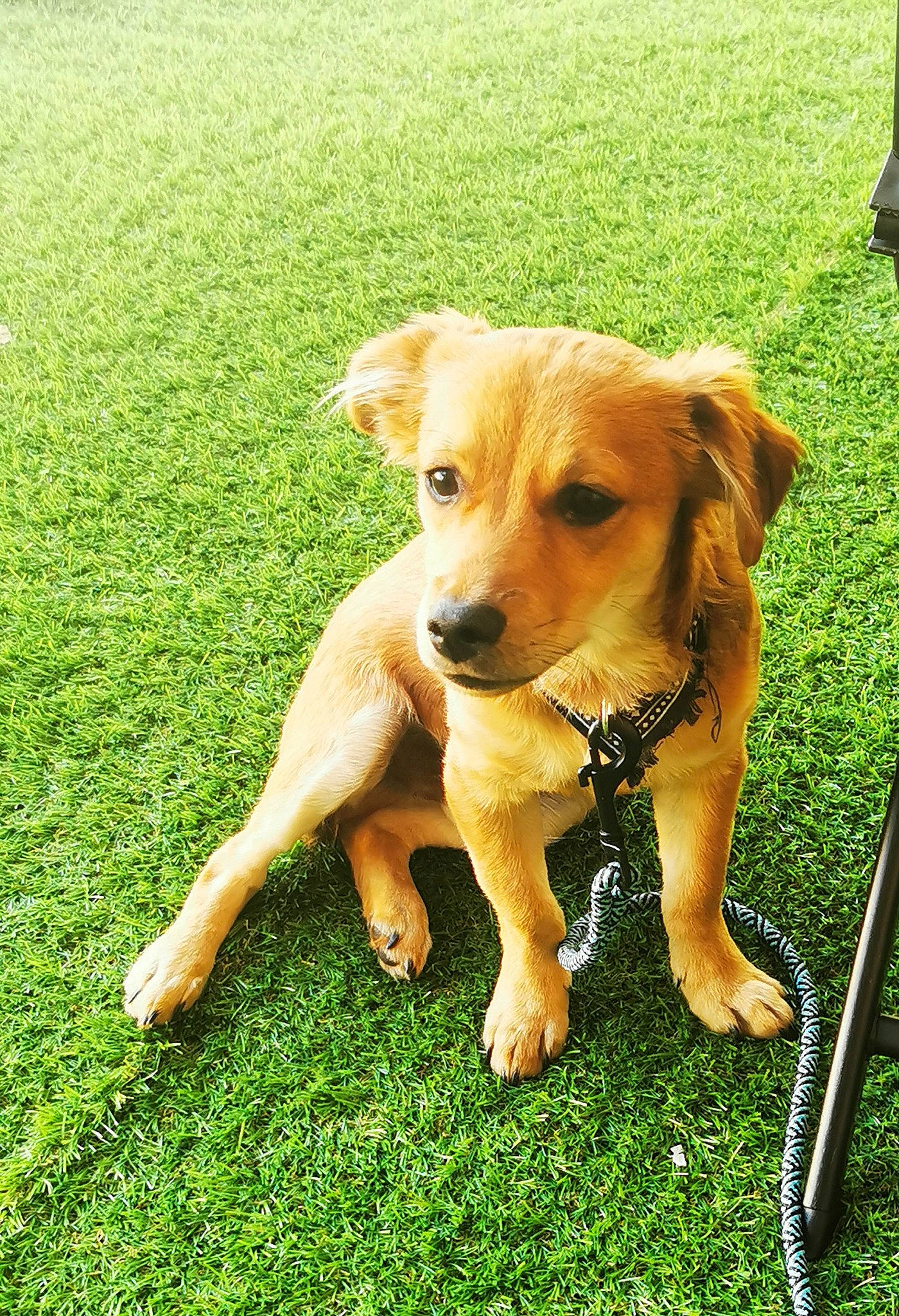 Grizzly a rejoint le concours — aidez-le/la à gagner de superbes lots ! canidae, carnivore, collar, companion_dog, dog, dog_breed, fawn, grass, grassland, groundcover, gun_dog, lawn, people_in_nature, plant, retriever, snout, sporting_group, tail, working_animal, working_dog