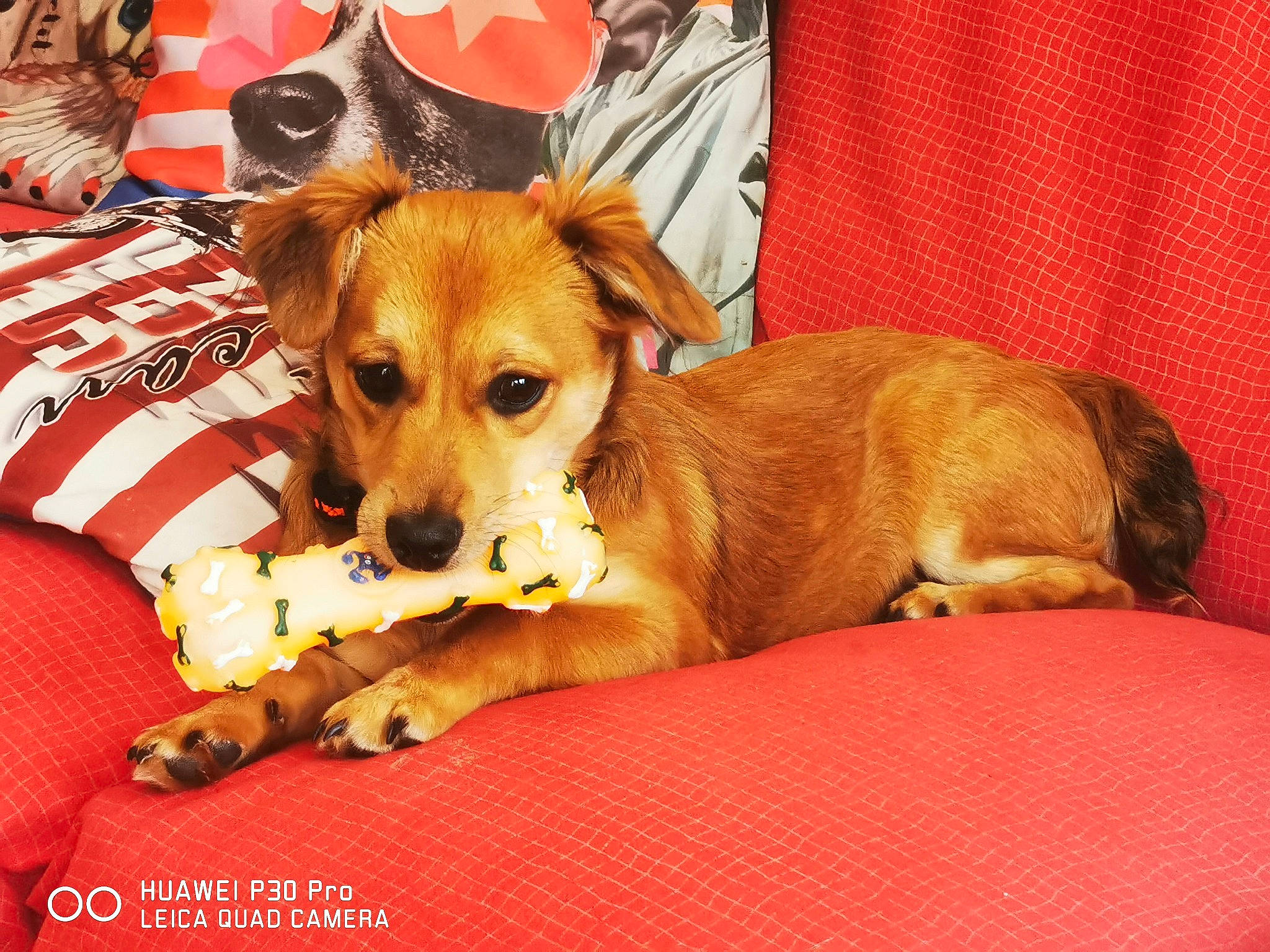 Grizzly a rejoint le concours — aidez-le/la à gagner de superbes lots ! canidae, carnivore, comfort, companion_dog, curtain, dog, dog_breed, dog_supply, fawn, fur, paw, sporting_group, toy_dog, whiskers, working_animal