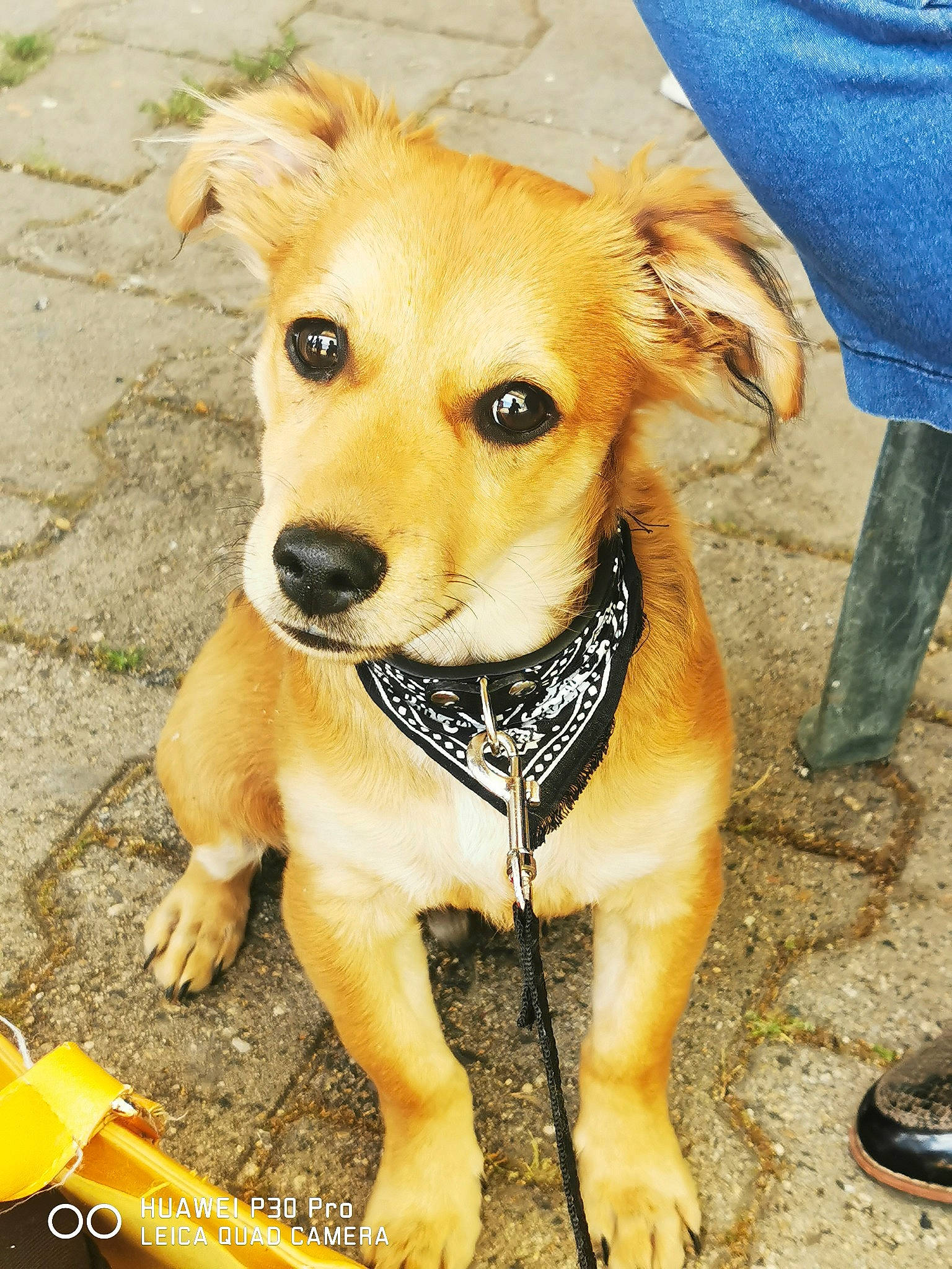 Grizzly participe au concours pour gagner de l'argent avec cette photo : boot, canidae, carnivore, collar, companion_dog, dog, dog_breed, dog_clothes, dog_collar, dog_supply, fawn, firefighter, foot, fur, pet_supply, sandal, snout, sporting_group, whiskers, working_animal