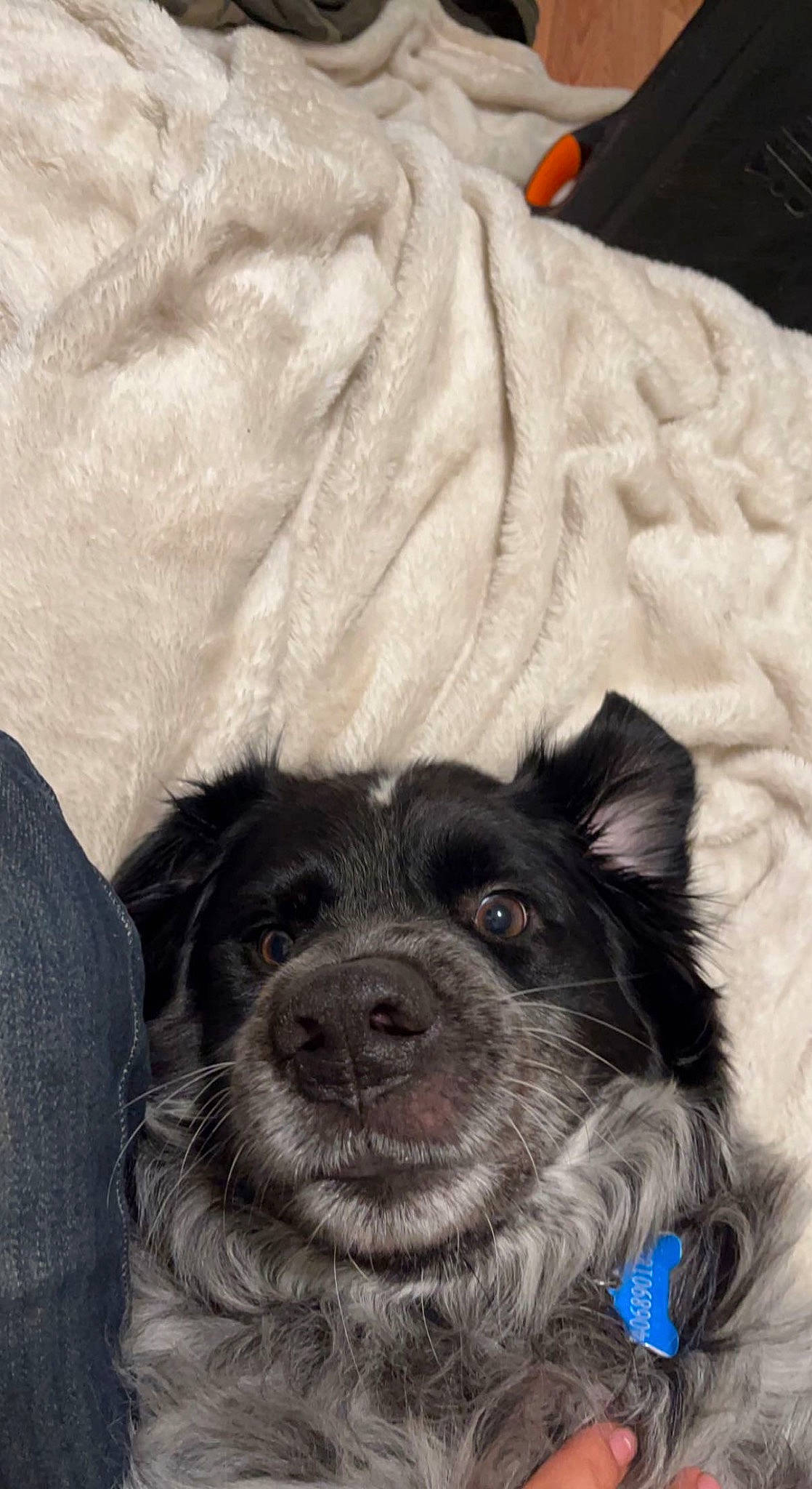 Grizzly joined the competition — help win amazing prizes! canidae, carnivore, collar, comfort, companion_dog, dog, dog_breed, dog_collar, dog_supply, fur, linens, liver, non_sporting_group, puppy, sleeve, small_terrier, sporting_group, toy_dog, whiskers, working_animal