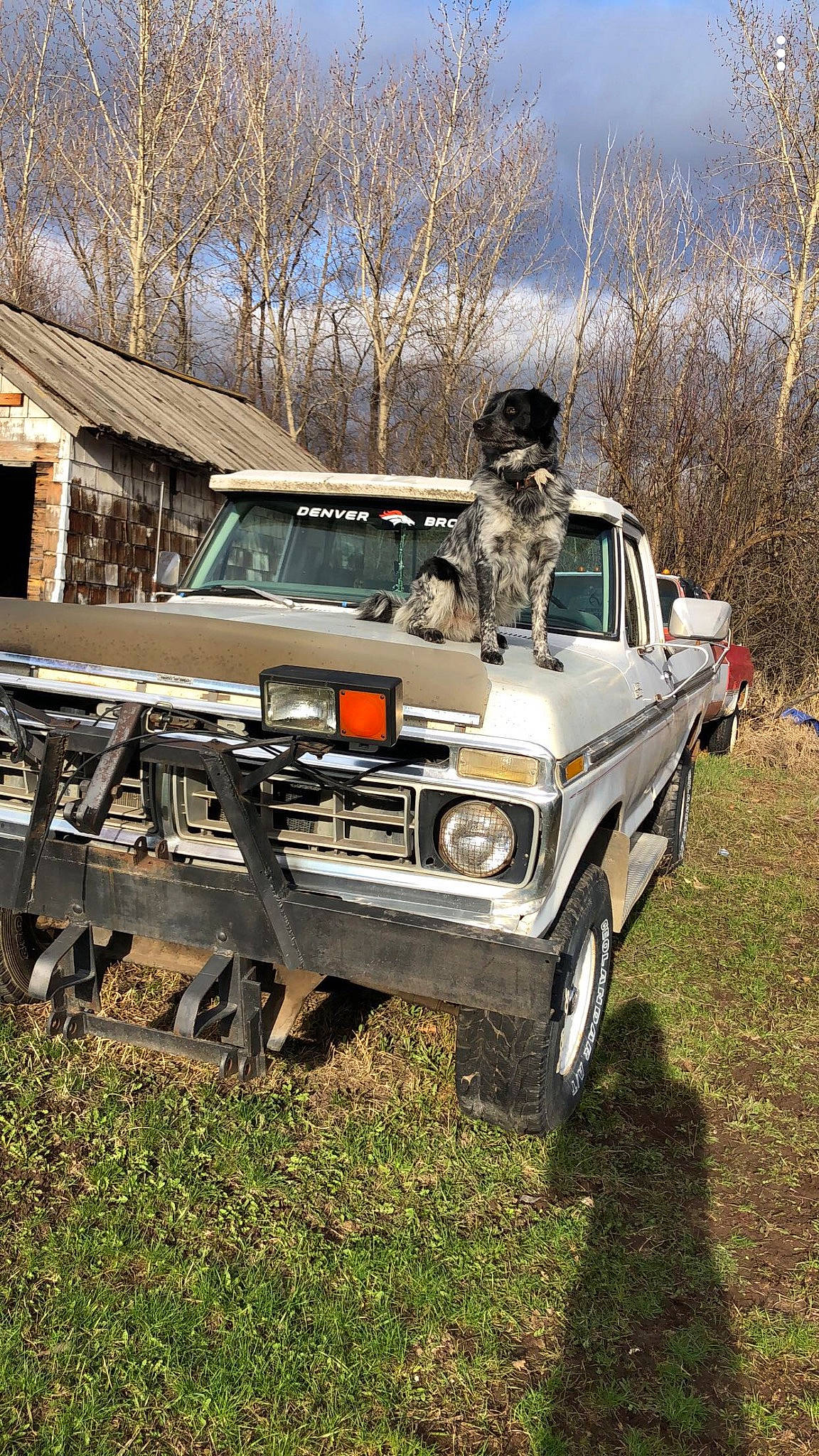 Grizzly is registered to the contest to win money with this photo: automotive_design, automotive_exterior, automotive_lighting, automotive_parking_light, automotive_tire, bumper, car, fender, headlamp, hood, land_vehicle, motor_vehicle, plant, sky, tire, tree, vehicle, vehicle_door, wheel, wood