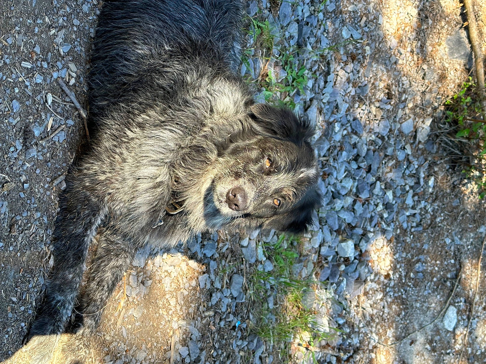 Grizzly joined the competition — help win amazing prizes! bedrock, boar, carnivore, felidae, fur, grass, groundcover, organism, peccary, plant, rock, snout, soil, sporting_group, suidae, terrestrial_animal, trunk, warthog, whiskers, wood