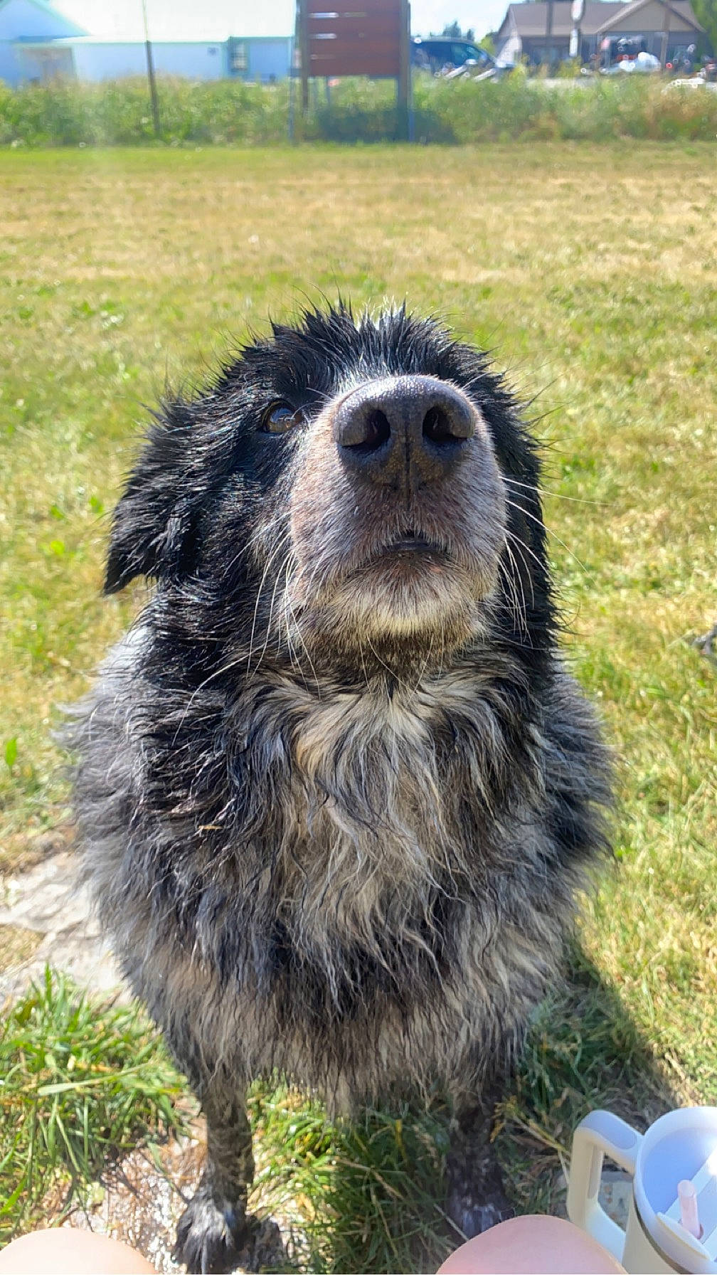 Grizzly joined the competition — help win amazing prizes! canidae, carnivore, claw, dog_breed, fur, grass, grassland, groundcover, landscape, livestock, pasture, prairie, snout, soil, sporting_group, tableware, terrestrial_animal, whiskers, wildlife, working_animal