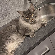 Miloo participe au concours pour gagner de l'argent avec cette photo : cat, gray_cat, fluffy, kitchen, countertop, sink, pet, feline, domestic_animal, indoor, relaxed, curious, whiskers, ears, paws, fur, yellow_eyes, household, cabinet, metal