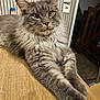 Miloo a rejoint le concours — aidez-le/la à gagner de superbes lots ! cat, gray_cat, fluffy, long_hair, table, indoor, furniture, striped_wall, relaxed, pet, animal, whiskers, ears, paws, domestic, cute, mammal, close_up, portrait, household