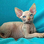 Louis joined the competition — help win amazing prizes! sphynx_cat, cat, pet, hairless, wrinkled_skin, blue_eyes, large_ears, blanket, turquoise, bedding, portrait, closeup, feline, indoor, resting, paw, curious, texture, coatless, gaze