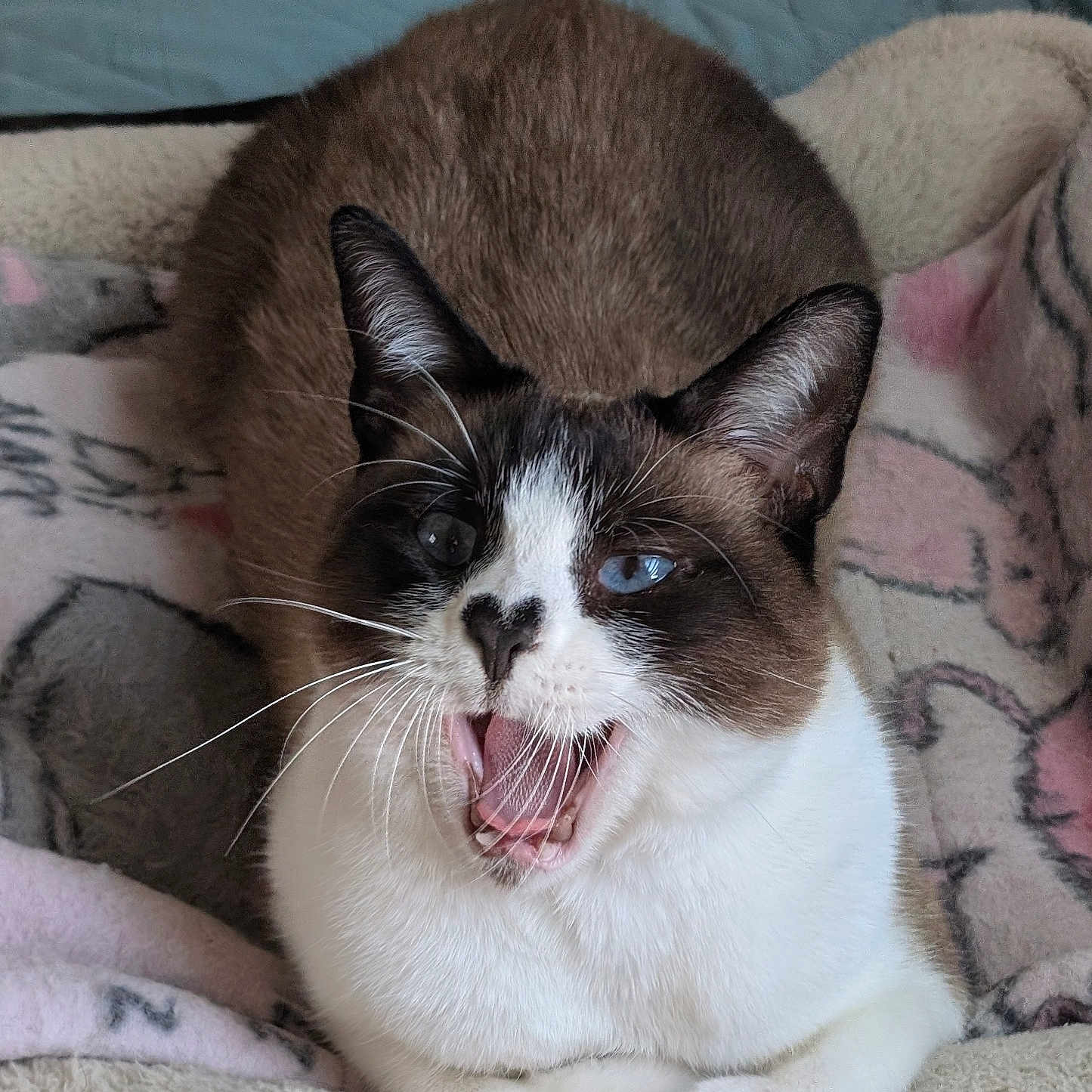 Korin