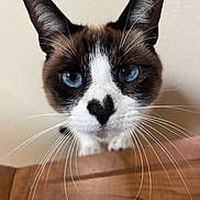 Korin is registered to the contest to win money with this photo: animal, black, blue_eyes, brown, cat, close_up, curious, cute, domestic_cat, ears, face, feline, indoor, looking, nose, pet, portrait, whiskers, white, wood