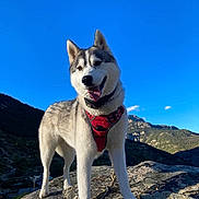 Tosca participe au concours pour gagner de l'argent avec cette photo : dog, husky, animal, outdoor, mountain, rock, sky, harness, pet, canine, nature, landscape, blue_sky, sunlight, adventure, standing, leash, happy, tongue_out, fur