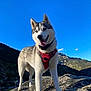 dog, husky, animal, outdoor, mountain, rock, sky, harness, pet, canine, nature, landscape, blue_sky, sunlight, adventure, standing, leash, happy, tongue_out, fur