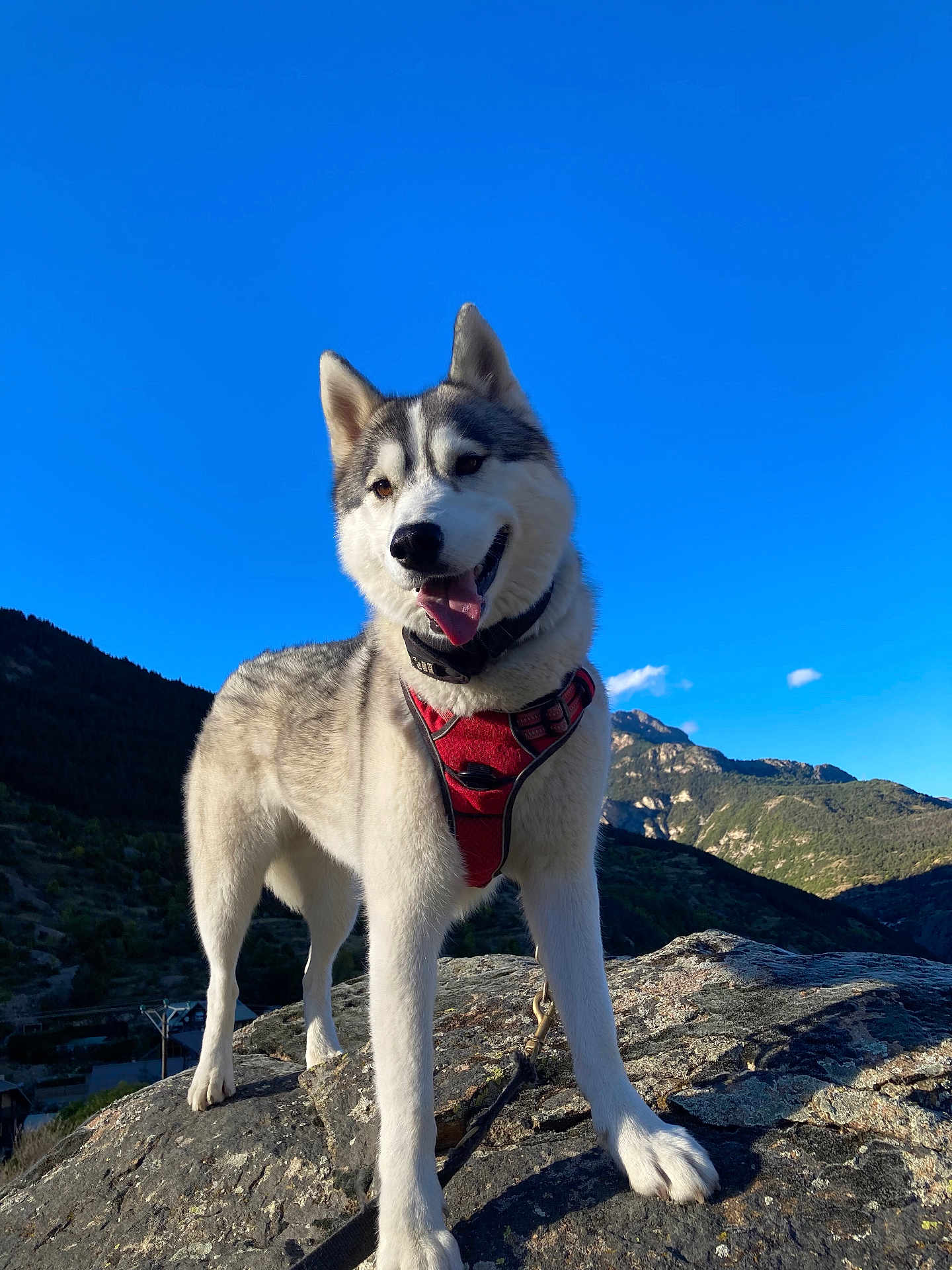 Tosca participe au concours pour gagner de l'argent avec cette photo : dog, husky, animal, outdoor, mountain, rock, sky, harness, pet, canine, nature, landscape, blue_sky, sunlight, adventure, standing, leash, happy, tongue_out, fur
