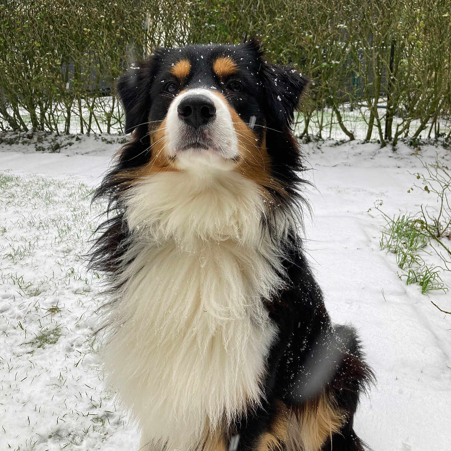 Texas a rejoint le concours — aidez-le/la à gagner de superbes lots ! animal, appenzeller, canine, cockerspaniel, collie, dog, fence, grass, hedge, husky, nature, outdoors, papillon, pet, plant, puppy, snow, tree, vegetation, yard