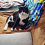 cat, black_and_white, sofa, blanket, cushion, indoor, pet, feline, resting, cozy, fur, whiskers, paw, relaxed, home, domestic, animal, comfort, colorful, patterned