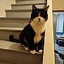 Thor a rejoint le concours — aidez-le/la à gagner de superbes lots ! cat, tuxedo_cat, stairs, indoor, pet, animal, feline, black_and_white, sitting, house, cozy, fur, whiskers, paw, tail, quiet, domestic, portrait, home, curious