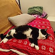 Thor participe au concours pour gagner de l'argent avec cette photo : cat, black_and_white, sleeping, blanket, red, snowflake_pattern, couch, pillow, indoor, cozy, pet, feline, resting, furniture, home, blankets, relaxation, animal, comfort, domestic