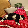 cat, black_and_white, sleeping, blanket, red, snowflake_pattern, couch, pillow, indoor, cozy, pet, feline, resting, furniture, home, blankets, relaxation, animal, comfort, domestic