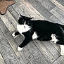 cat, black_and_white, pet, animal, floor, wooden_floor, indoor, fur, whiskers, paws, laying_down, curious, looking_at_camera, domestic_cat, mammal, feline, resting, cute, house_pet, relaxed