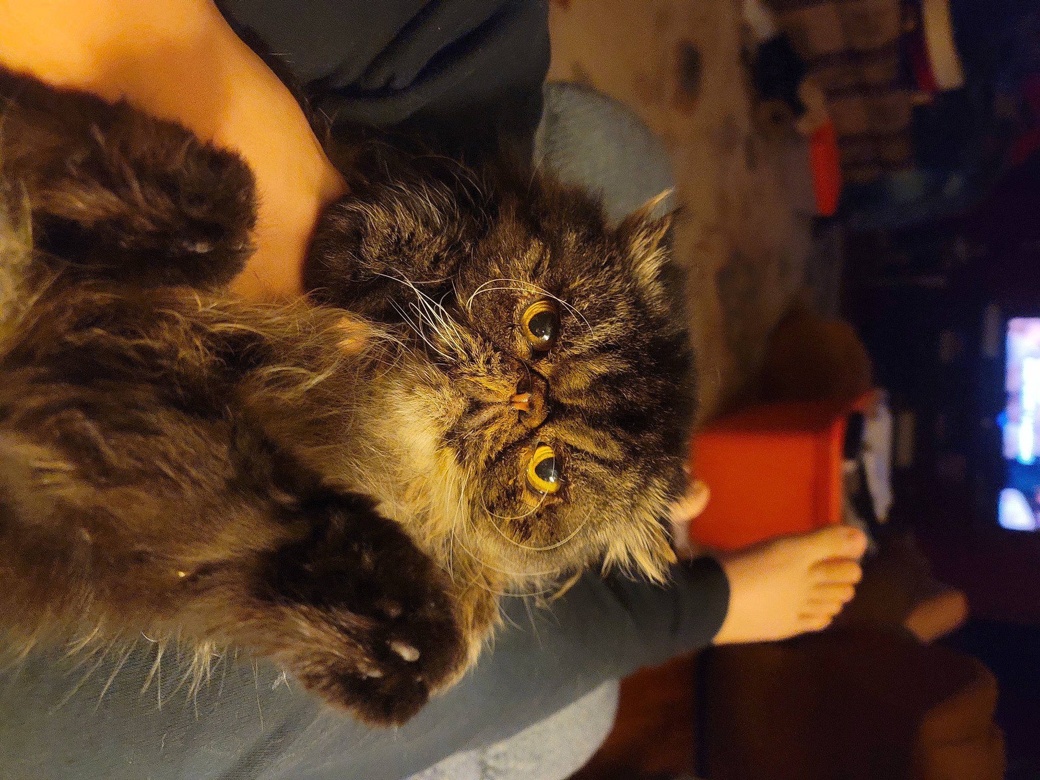 Elliot joined the competition — help win amazing prizes! carnivore, cat, claw, comfort, domestic_short_haired_cat, ear, felidae, fur, maine_coon, paw, small_to_medium_sized_cats, snout, terrestrial_animal, whiskers