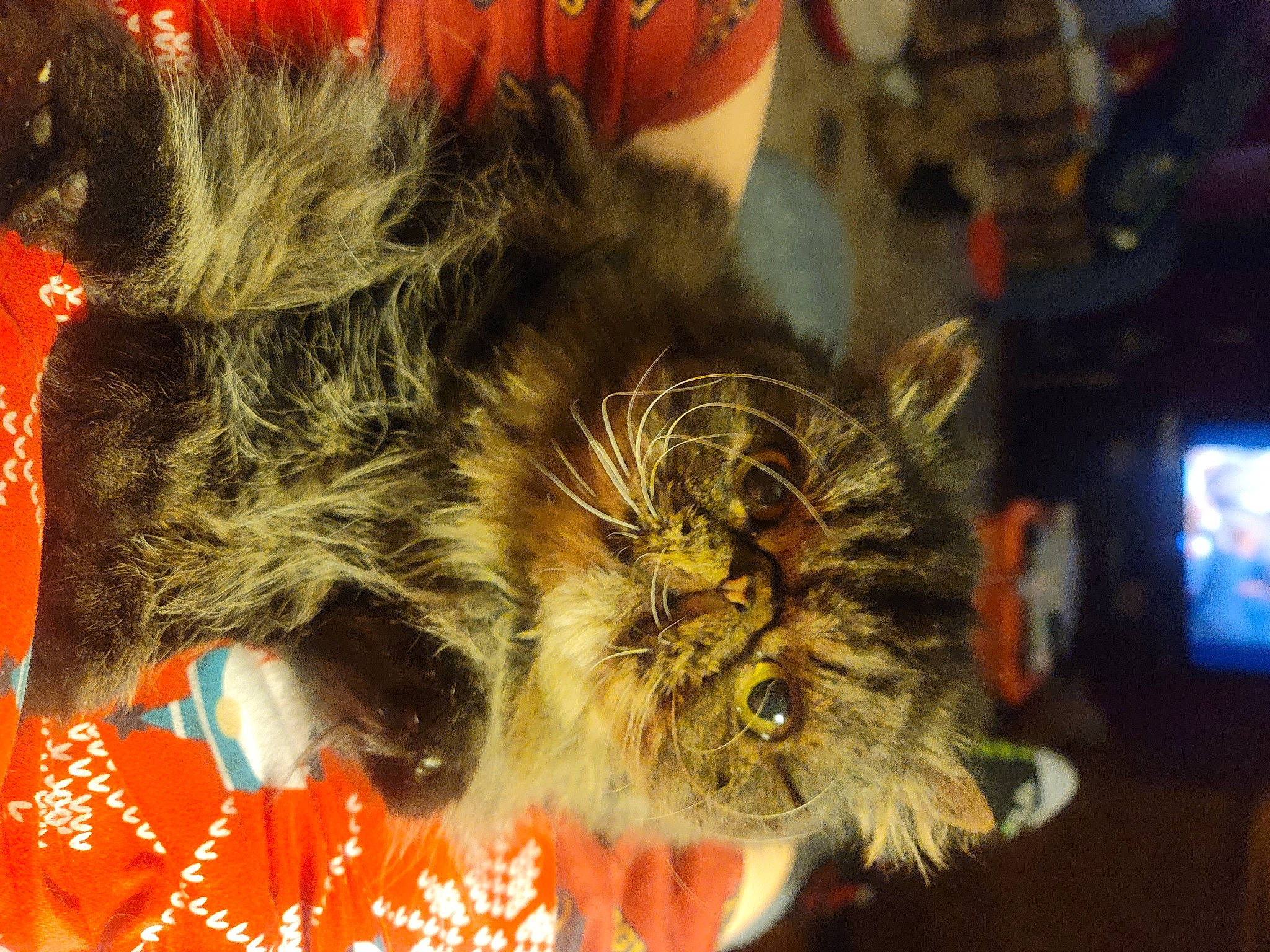 Elliot is registered to the contest to win money with this photo: arthropod, cat, christmas, christmas_decoration, christmas_ornament, event, feather, felidae, festival, fun, fur, holiday, honeybee, macro_photography, small_to_medium_sized_cats, tradition, whiskers