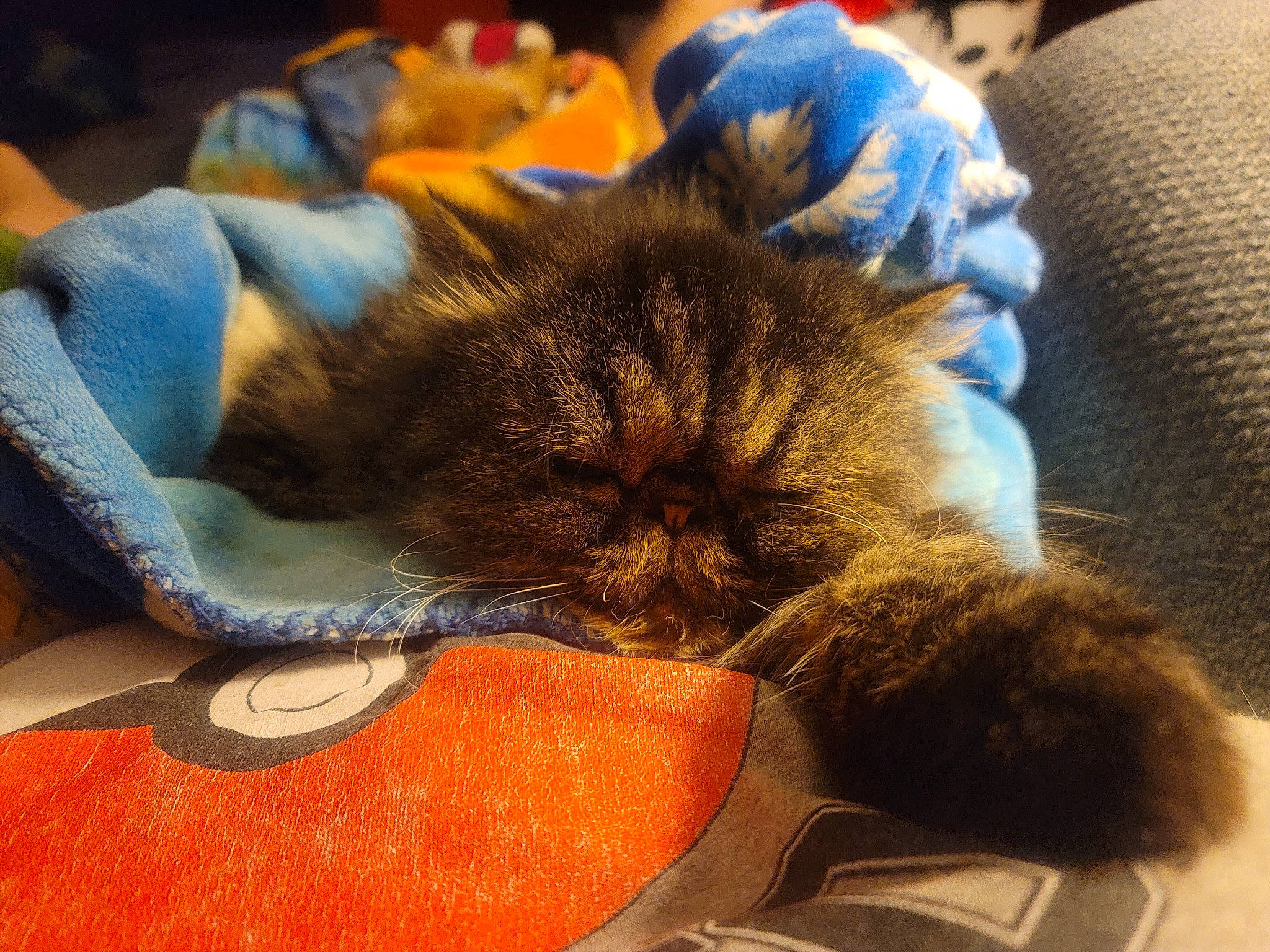 Elliot joined the competition — help win amazing prizes! carnivore, cat, claw, comfort, domestic_short_haired_cat, electric_blue, felidae, fur, grey, human_leg, linens, nap, orange, paw, room, sleep, small_to_medium_sized_cats, snout, whiskers