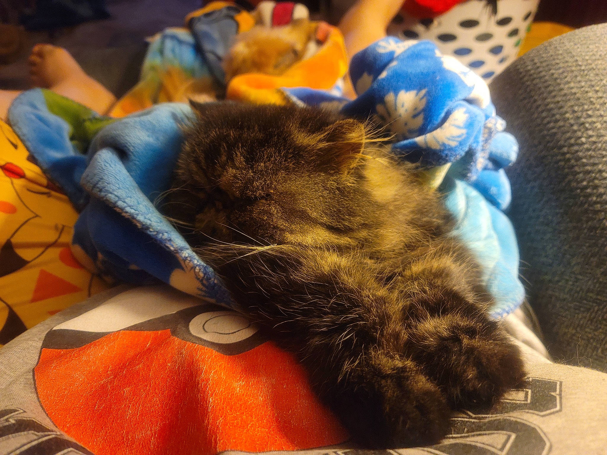 Elliot is registered to the contest to win money with this photo: bed, carnivore, cat, claw, cloud, comfort, domestic_short_haired_cat, electric_blue, felidae, fur, linens, nap, orange, paw, room, sleep, small_to_medium_sized_cats, tail, whiskers, wool
