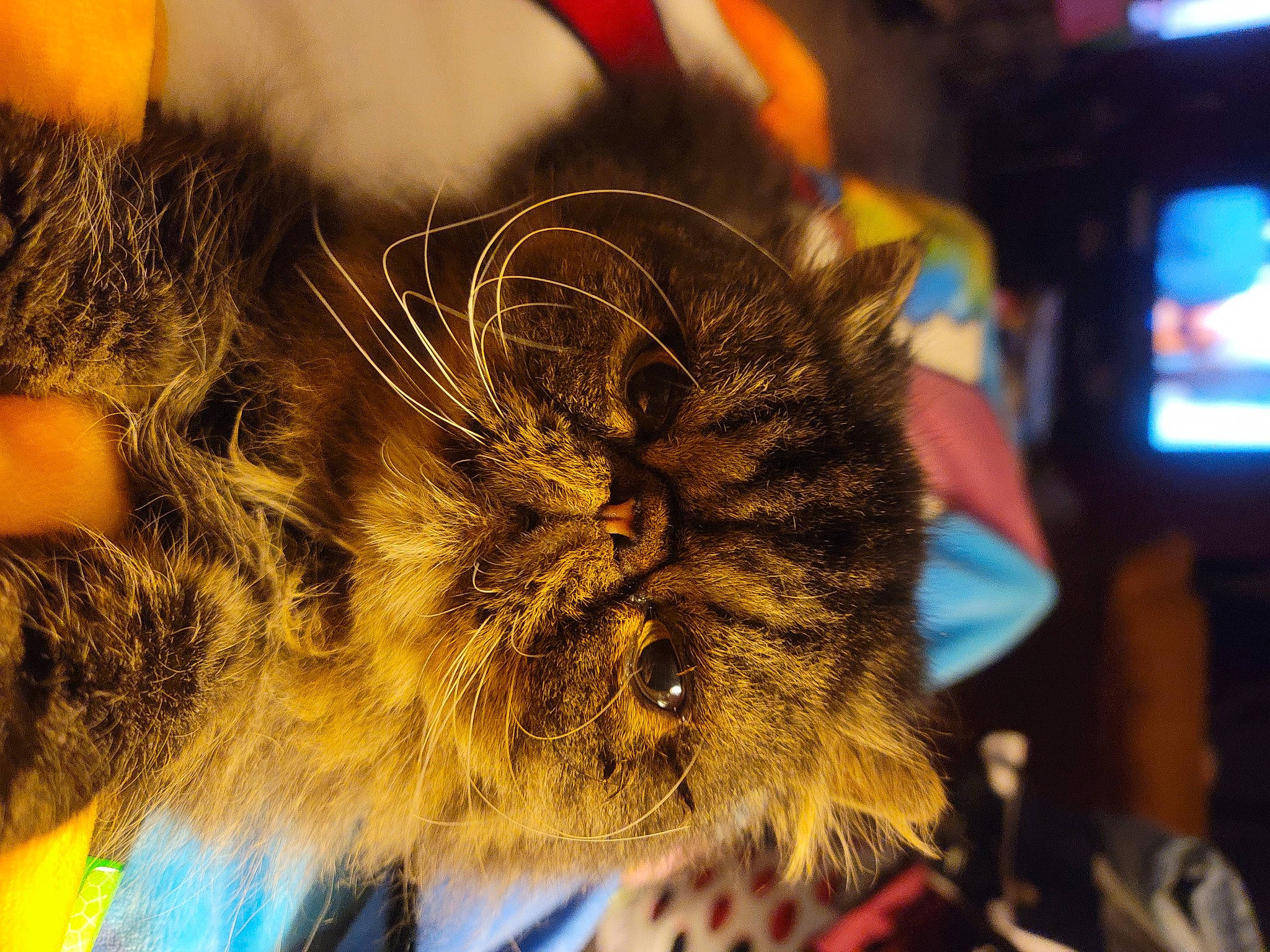 Elliot is registered to the contest to win money with this photo: crowd, event, eyewear, fashion_accessory, feather, felidae, festival, fun, fur, macro_photography, metal, night, public_event, recreation, small_to_medium_sized_cats, tree, whiskers, wildlife, yellow