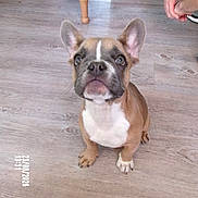 Brioche a rejoint le concours — aidez-le/la à gagner de superbes lots ! dog, puppy, french_bulldog, pet, animal, sitting, portrait, indoors, wooden_floor, table, chair, balloon, human_hands, brown_coat, white_chest, upright_ears, short_snout, blue_eyes, camera_facing, date_stamp