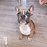 dog, puppy, french_bulldog, pet, animal, sitting, portrait, indoors, wooden_floor, table, chair, balloon, human_hands, brown_coat, white_chest, upright_ears, short_snout, blue_eyes, camera_facing, date_stamp