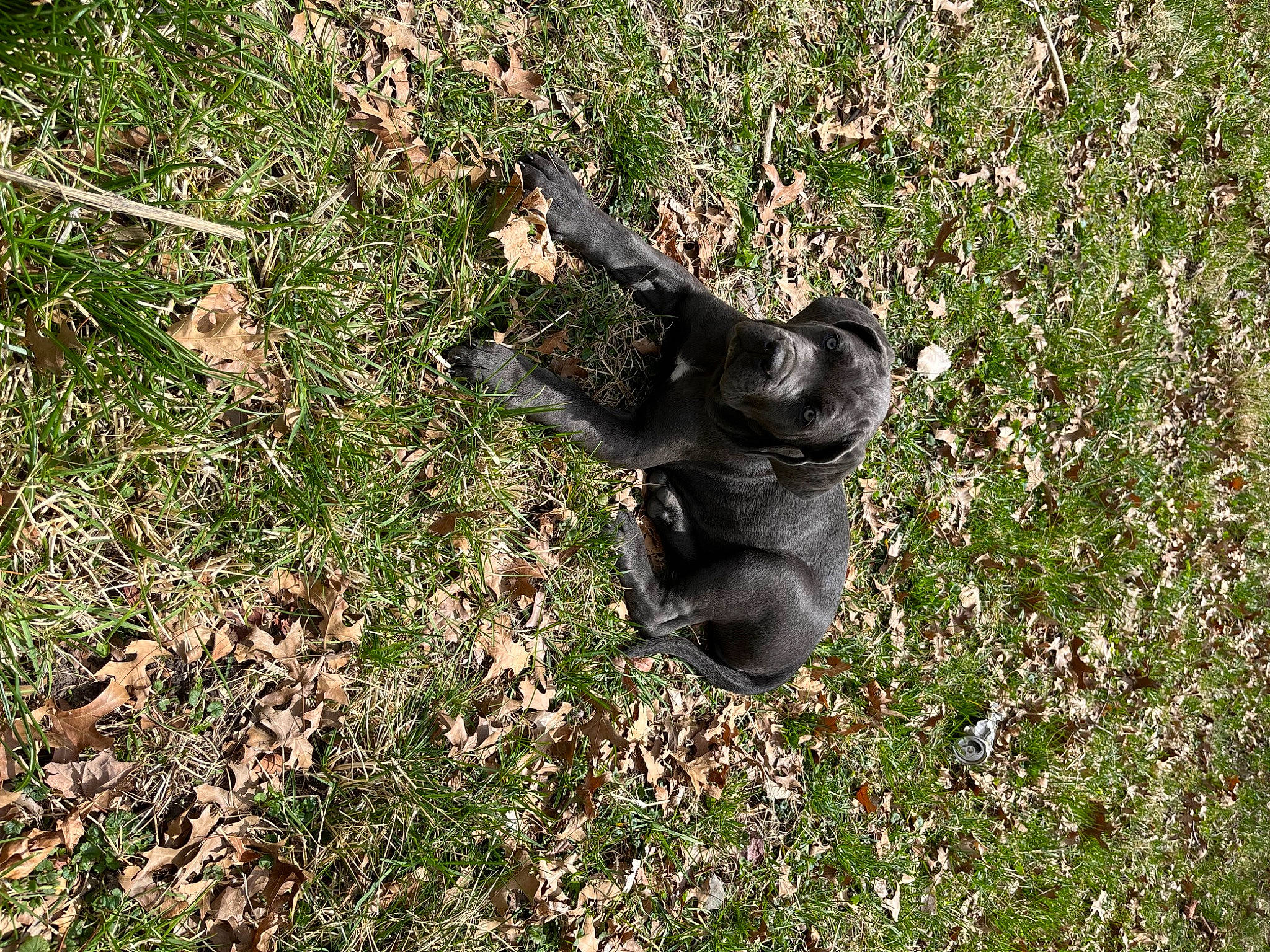 Majestic joined the competition — help win amazing prizes! canidae, carnivore, companion_dog, dog, dog_breed, fawn, grass, groundcover, liver, non_sporting_group, puppy, shrub, snout, soil, sporting_group, tail, terrestrial_animal, working_animal