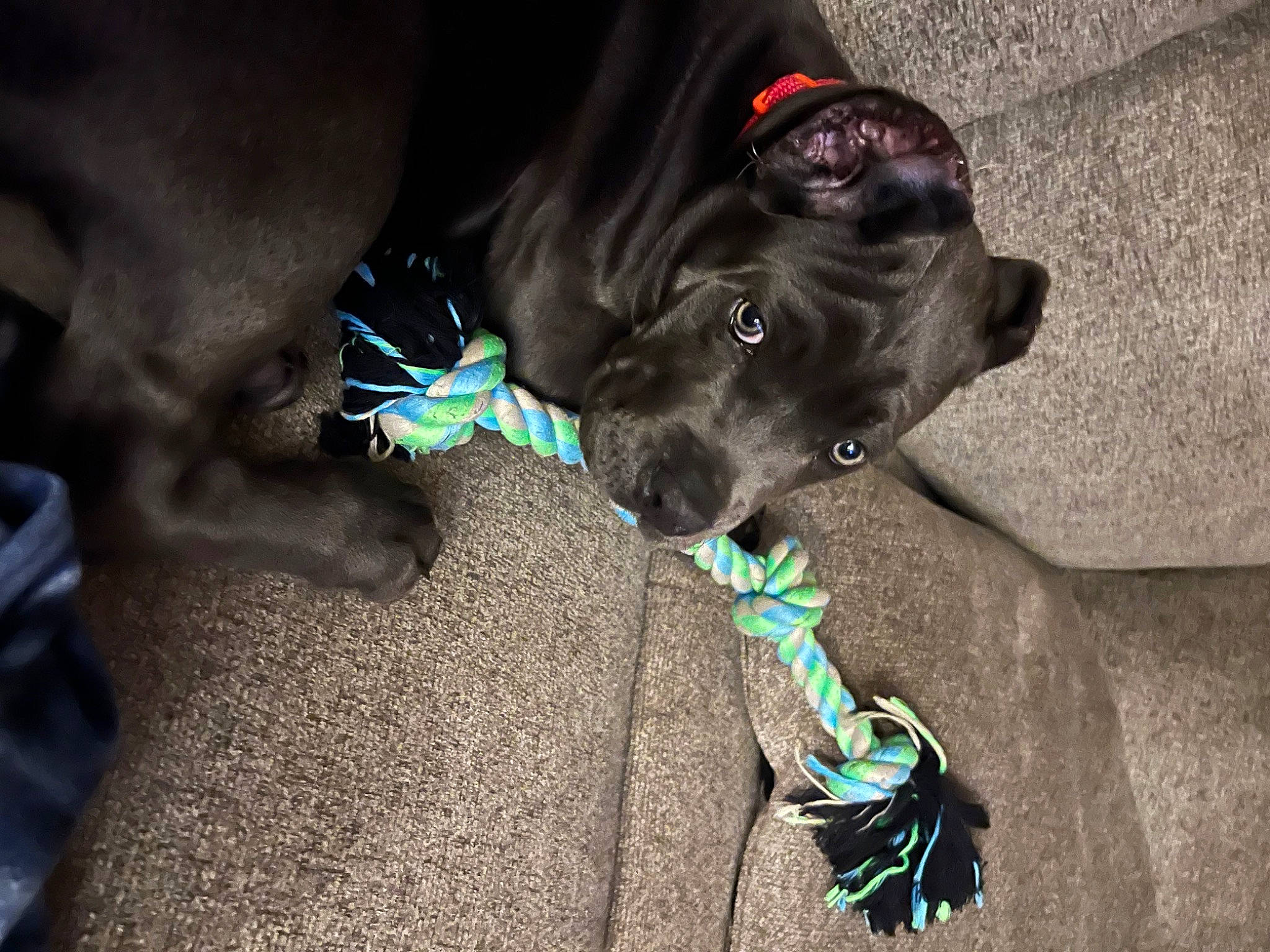 Majestic joined the competition — help win amazing prizes! canidae, carnivore, collar, companion_dog, costume, dog, dog_breed, dog_clothes, dog_collar, dog_supply, electric_blue, fashion_accessory, fur, leash, personal_protective_equipment, snout, sporting_group, tail, toy_dog, whiskers