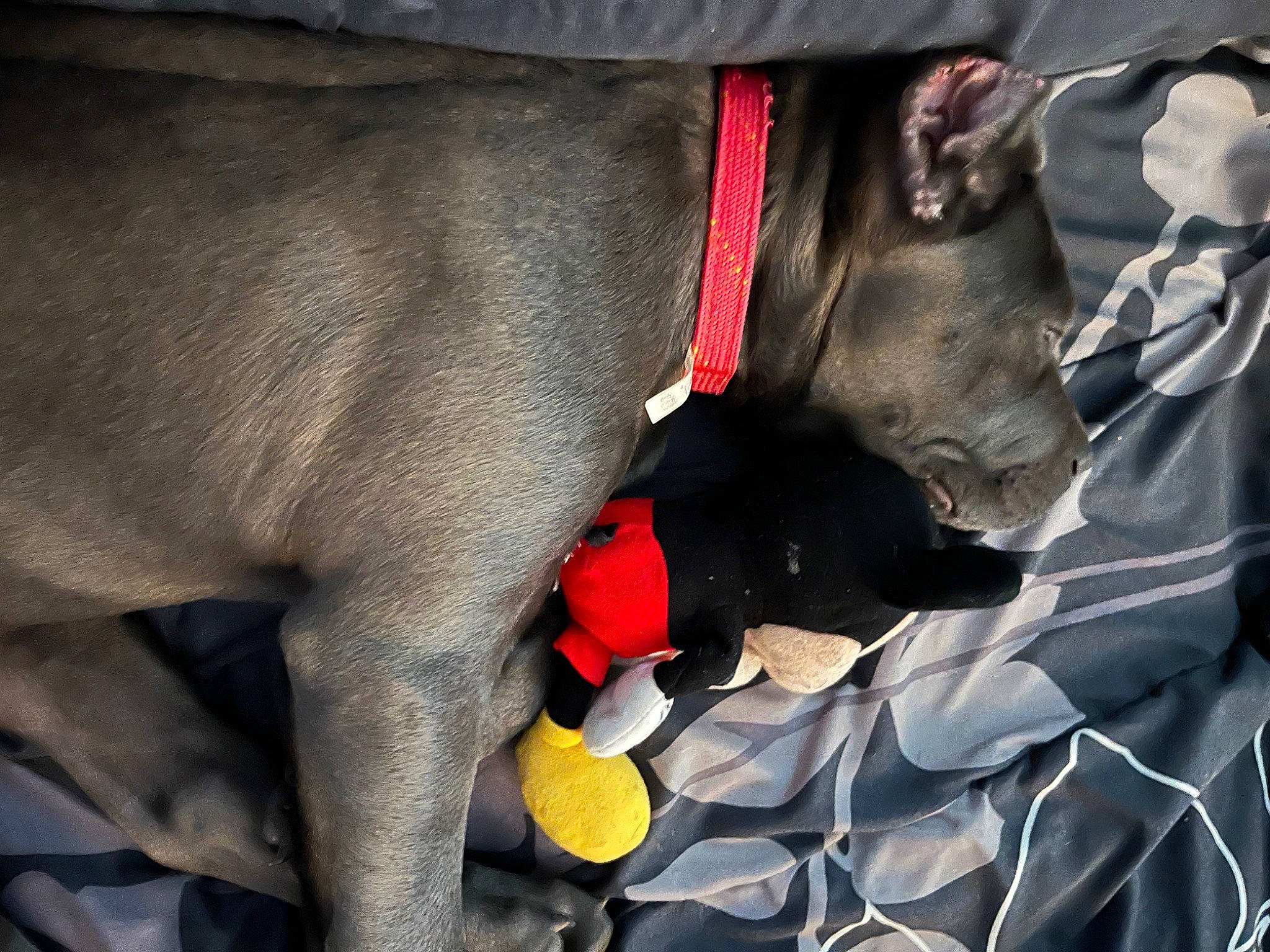 Majestic is registered to the contest to win money with this photo: canidae, carmine, carnivore, collar, companion_dog, dog, dog_breed, dog_collar, dog_supply, fawn, fur, leash, lifejacket, pet_supply, plant, snout, sporting_group, tail, vertebrate, working_animal