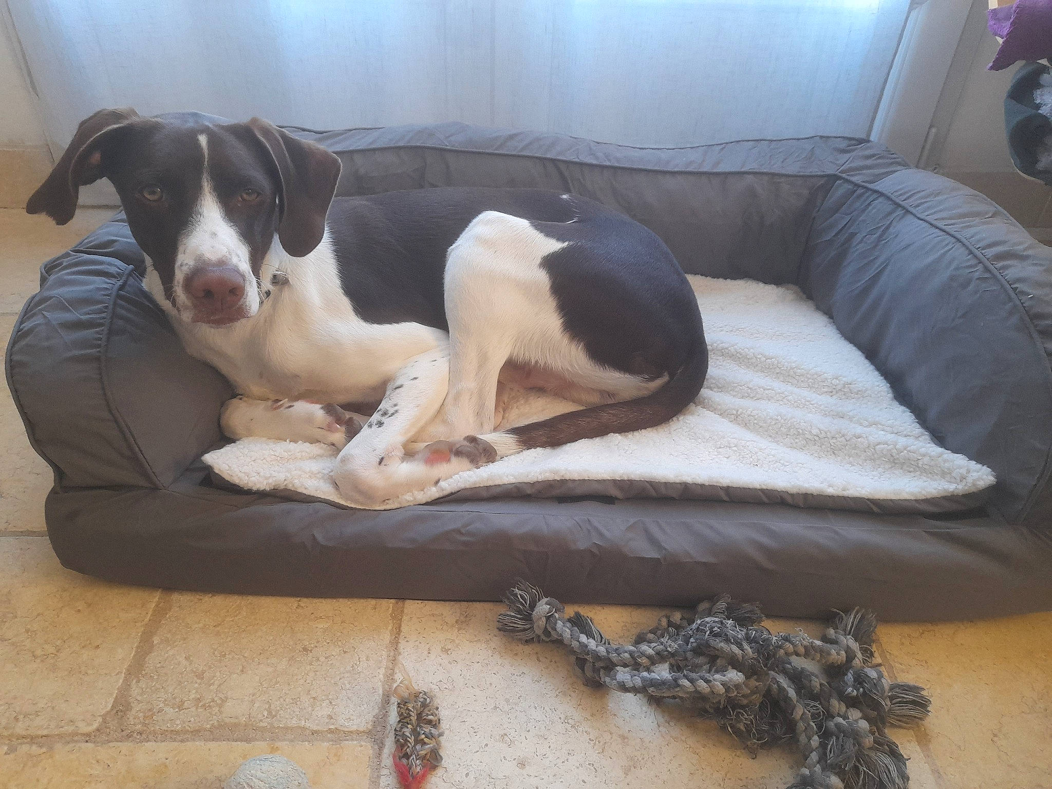 Blue a rejoint le concours — aidez-le/la à gagner de superbes lots ! carnivore, comfort, companion_dog, couch, dog, dog_breed, dog_supply, fawn, flooring, fur, hardwood, linens, living_room, mammal, sofa_bed, studio_couch, tail, vertebrate, wood, working_animal