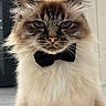 cat, longhaired_cat, fluffy, bow_tie, portrait, close_up, blue_eyes, whiskers, fur, pet, animal, indoors, sitting, serious_expression, symmetrical_composition, fashionable, formalwear, cream_fur, brown_markings, photography