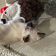 Tinja is registered to the contest to win money with this photo: animal, carpet, cat, cozy, curious, cute, domestic, floor, fur, indoor, kitten, lying, pet, playful, plush_toy, siamese, soft, tile, whiskers, young